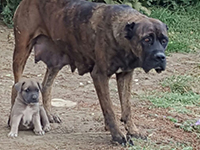 cucciolo cane corso gigante